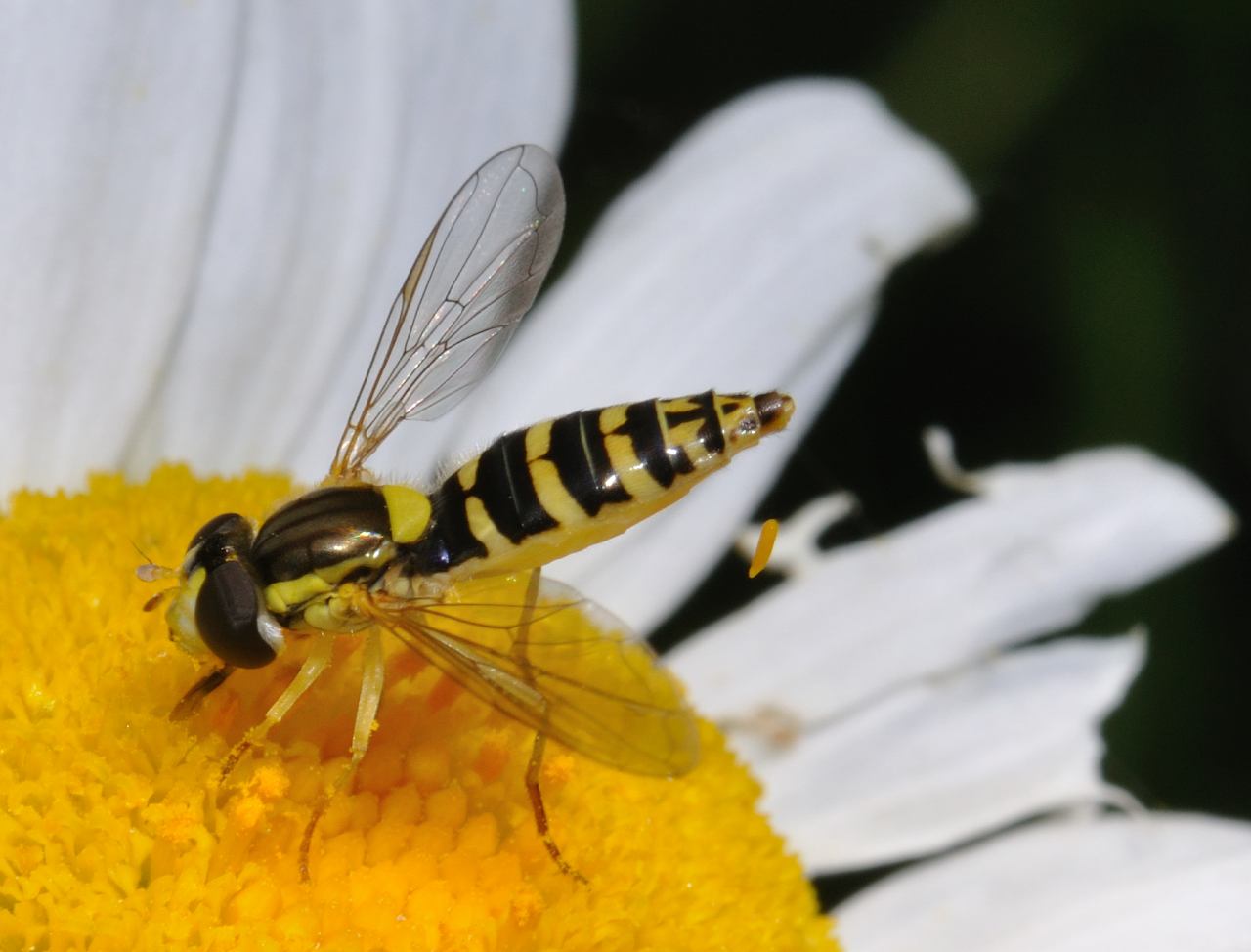 Sphaerophoria scripta  ♂ e S. sp. ♀ (Syrphidae)